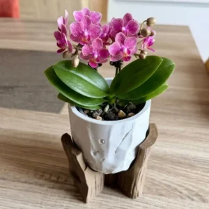 Cache-pot design original Gaïa sur trépied avec un pot gris clair effet pierre posé sur son socle en filament marron bois avec fleur rose