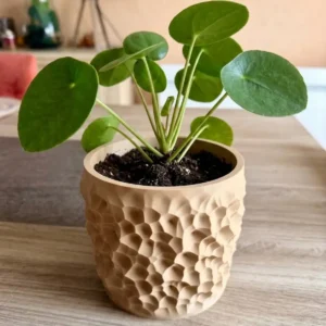 Cache-pot original Cratera aspect bois clair avec texture martelée contenant une plante Pilea sur une table