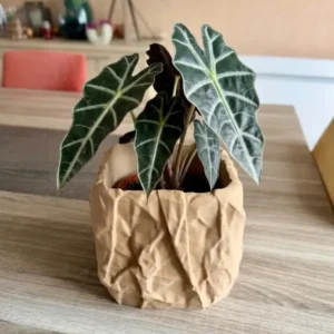 pot de fleur papier froissé avec plante