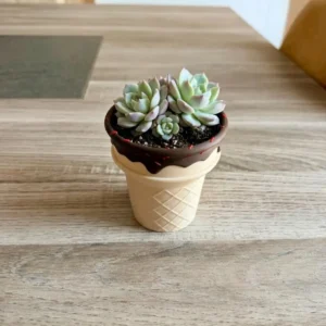 Petit pot de fleur en forme de cornet de glace Sundae imprimé en 3D couleur beige et coulis chocolat avec une succulente.