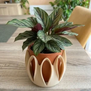 Cache pot Petala beige et terre cuite avec plante verte d intérieur