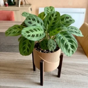 Cache pot sur pied Linear en impression 3D beige mat cannelé avec support marron avec sa plante verte
