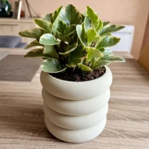 Pot de fleurs avec drainage Fluxo beige mat a anneaux avec plante verte