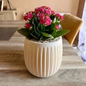 Mise en situation du cache-pot 3D cannelé Néva blanc garni d'une plante fleurie sur un meuble en bois.