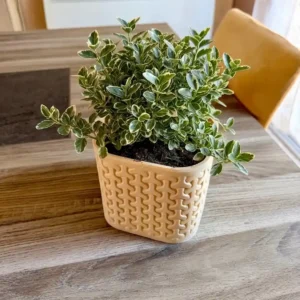Cache-pot Imbriqua beige texturé en 3D accueillant une plante verte d'intérieur