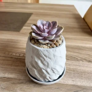 Cache-pot design en relief rocheux gris clair avec sa plante idéal pour pot de culture, imprimé en 3D par 3DWorlds en Corrèze.